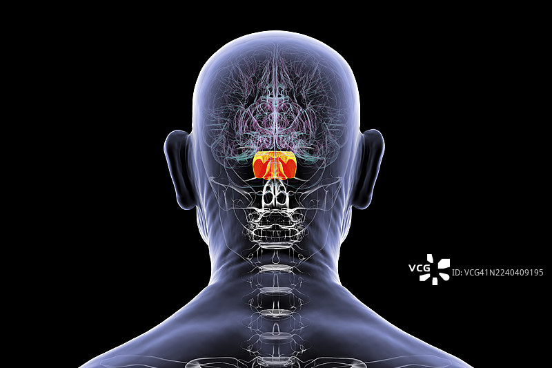 高亮显示脑桥的人脑，插画图片素材