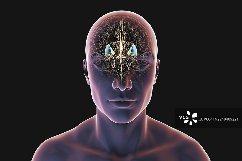 壳核和苍白球，插画图片素材