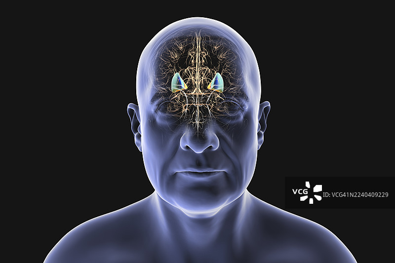 壳核和苍白球，插画图片素材