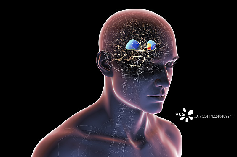 壳核和苍白球，插画图片素材