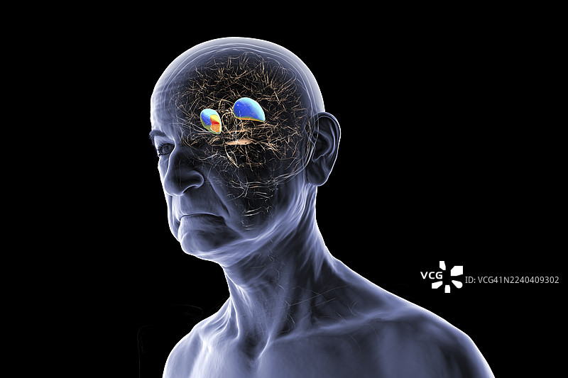 壳核和苍白球，插画图片素材