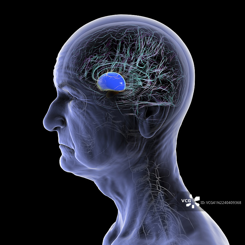 老年人大脑的壳核，插画图片素材