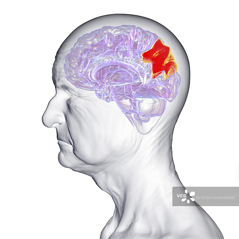 高亮了楔前叶回的人类大脑，插画图片素材