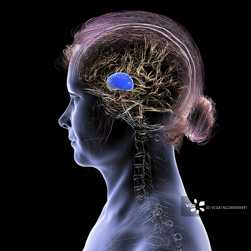 描绘了壳核高亮的脑部插画图片素材