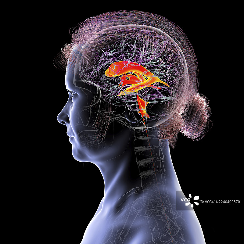 大脑的脑室系统，插画图片素材