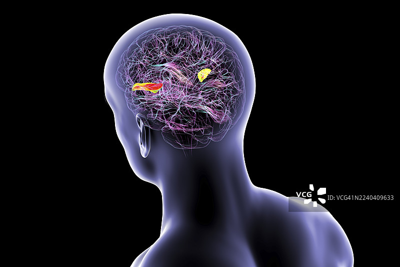 大脑，突出显示横颞回，插画图片素材