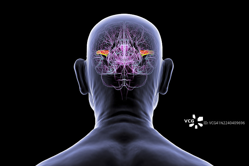 大脑横颞回高亮，插画图片素材