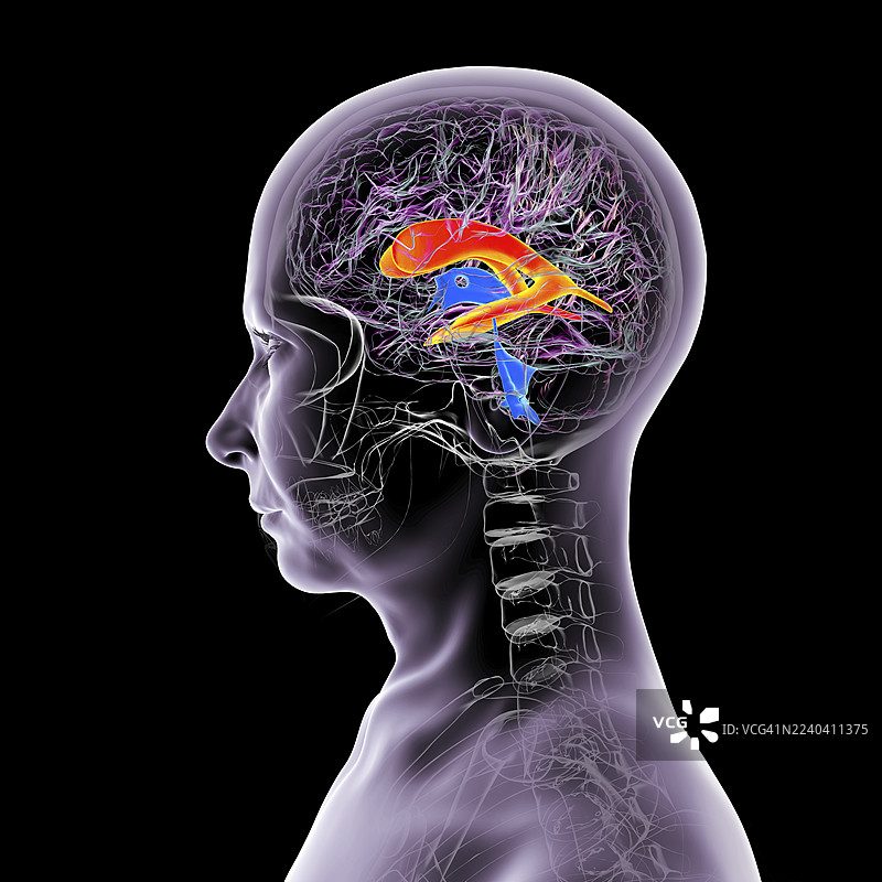 侧脑室，插画图片素材