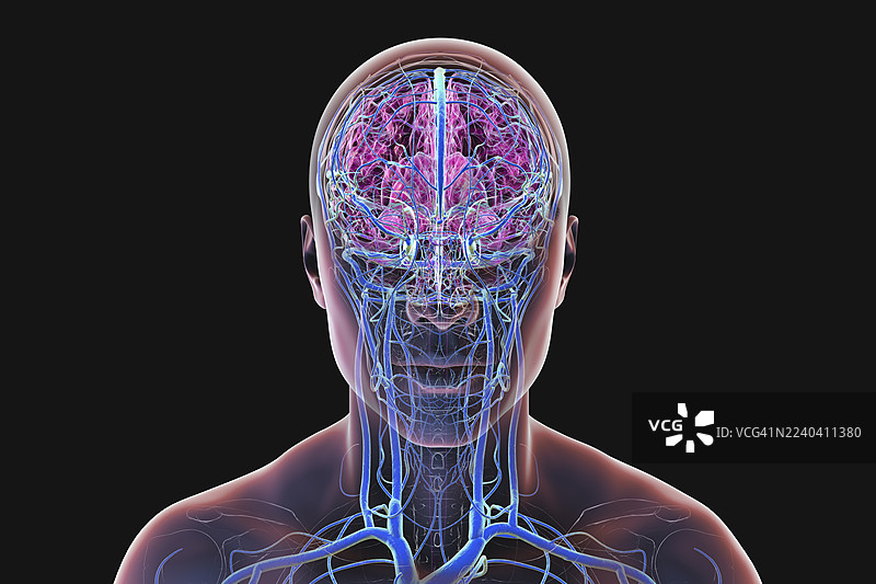 大脑血管，插画图片素材
