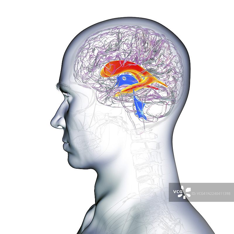 脑侧脑室，插画图片素材