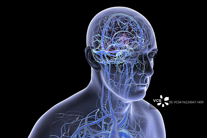 大脑血管，插画图片素材