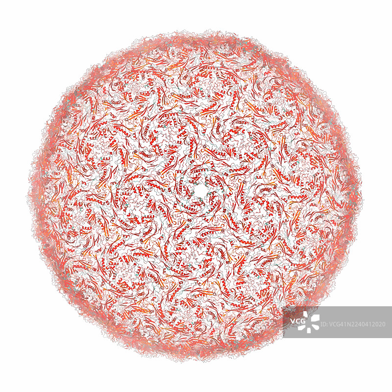 丙酸杆菌噬菌体PA6的衣壳，插画图片素材