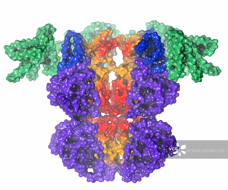 蓝细菌昼夜节律时钟复合物KaiCBA，插画图片素材