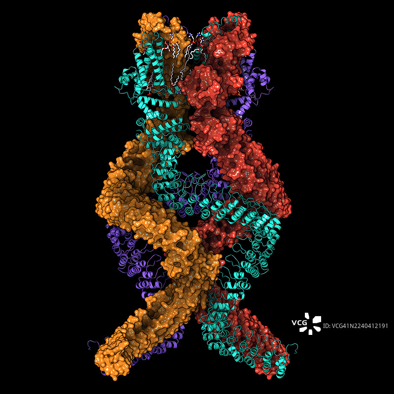 机械转导离子通道NOMPC，插画图片素材