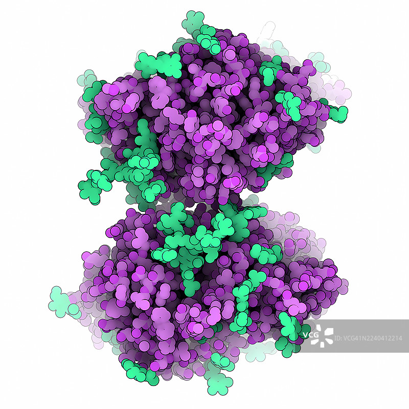 X. dendrorhous 的果糖基果糖苷酶,插画图片素材