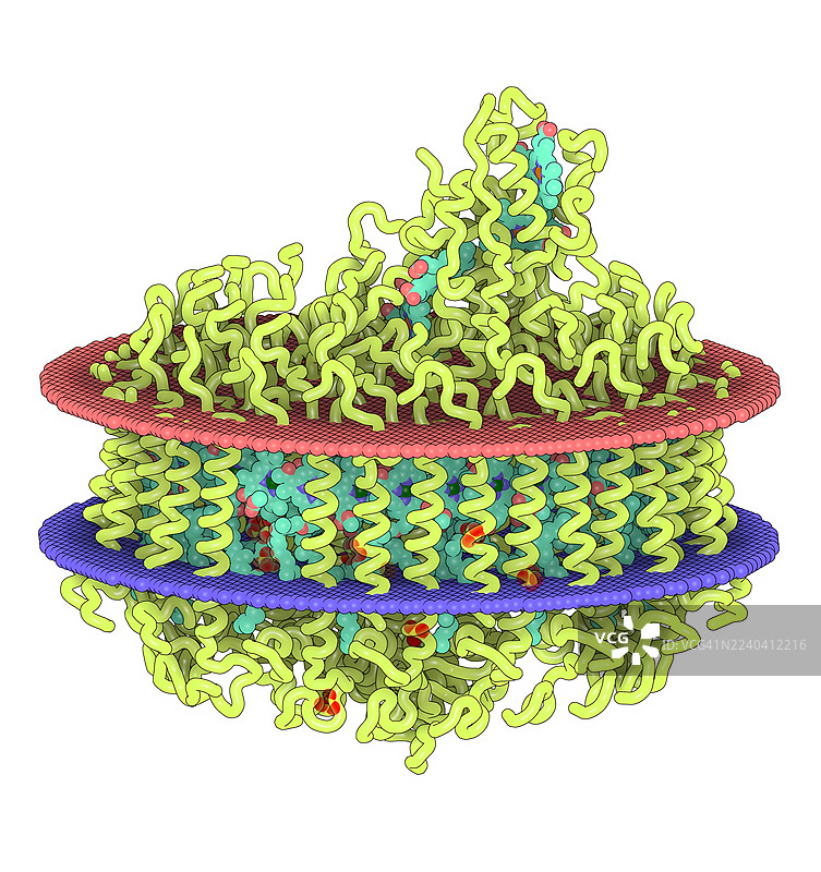 LH1-RC复合物，来自绿假单胞菌，插画图片素材
