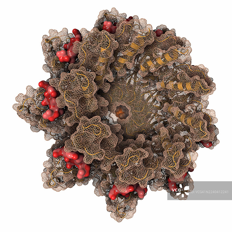 卷曲生物合成中的CsgFG复合物与CsgAN6,插画图片素材