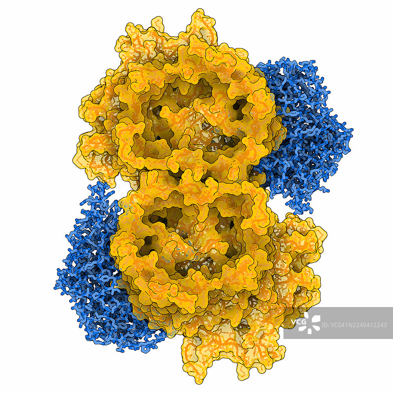 来自齿垢普拉沃特氏菌的RagAB肽导入体,插画图片素材