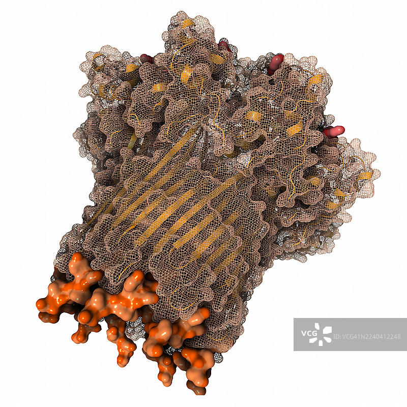 曲霉菌CsgFG复合物与CsgAN6在菌毛生物合成中的作用，插画图片素材