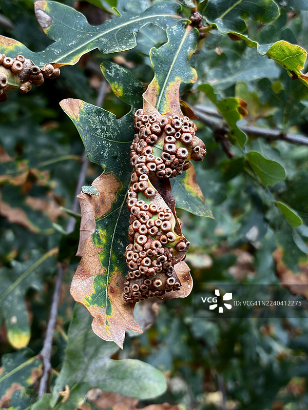 橡树瘿图片素材