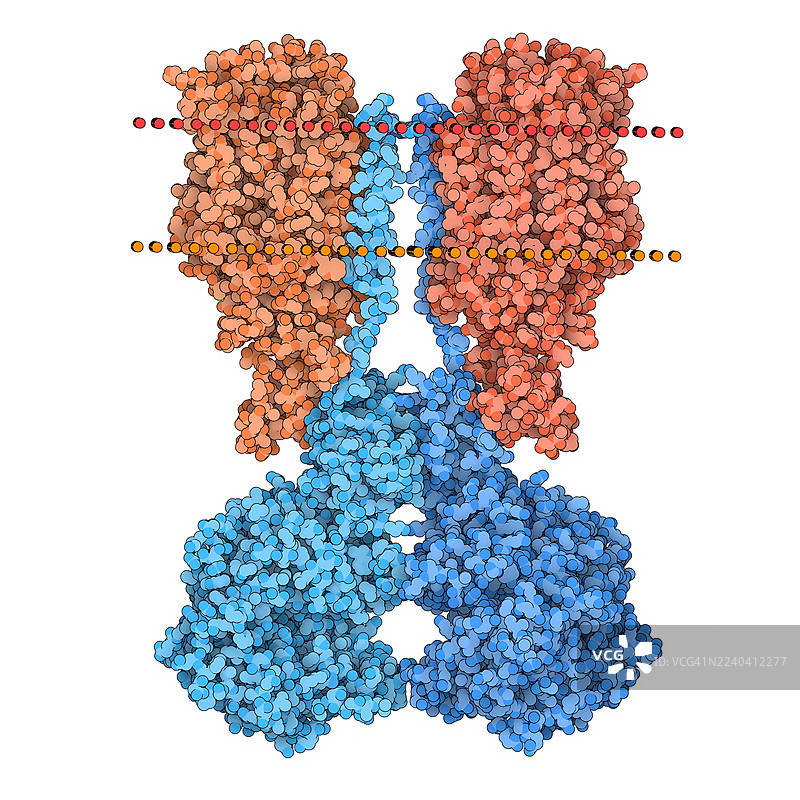 人类ACE2-B0AT1复合物，插画图片素材