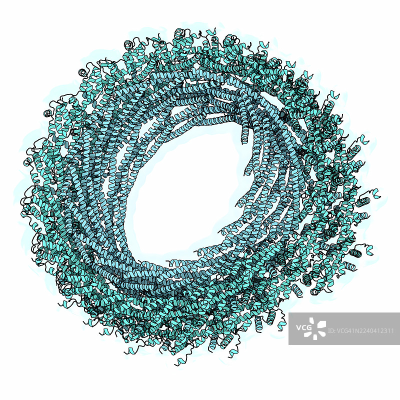 CHMP1B–IST1 丝状结构收缩，插画图片素材