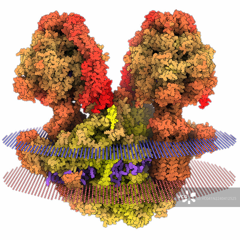 草履虫线粒体ATP合酶二聚体，插画图片素材