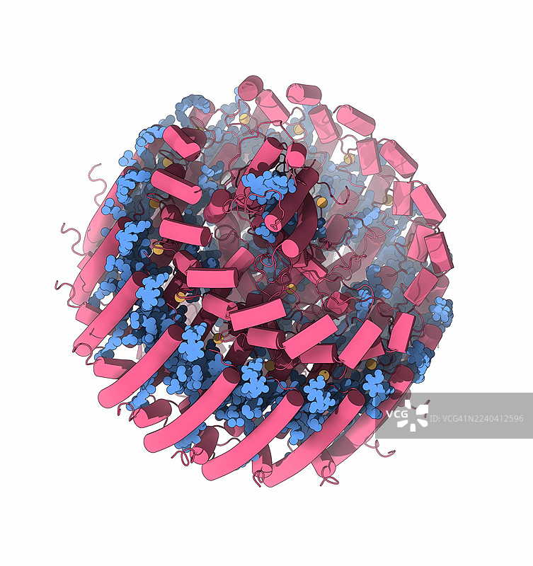 红硫杆菌光合作用LH1-RC复合物，插画图片素材