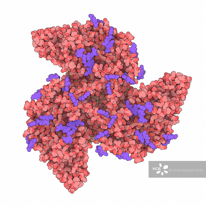 HIV-1包膜三聚体与PGV04抗体的插画图片素材
