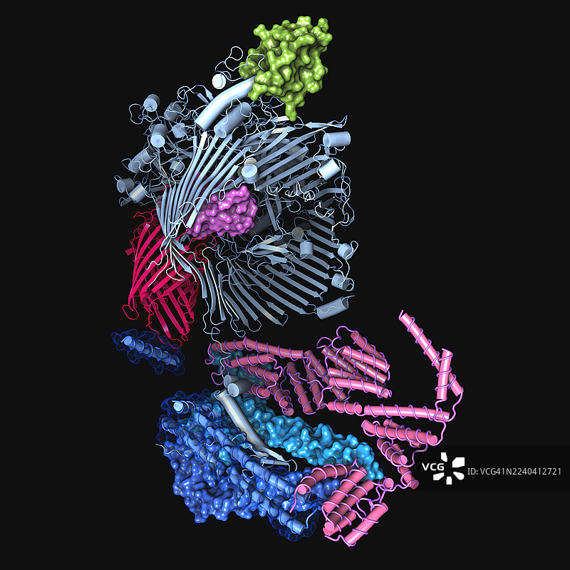 九型分泌系统延伸转运蛋白，插画图片素材