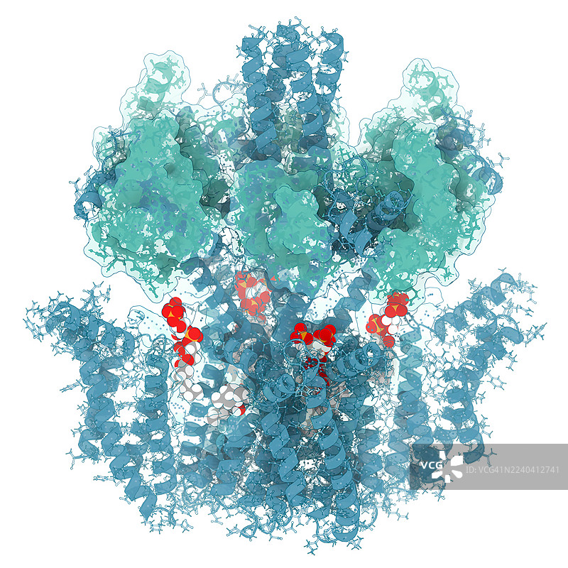 人源KCNQ2通道与钙调蛋白和配体结合的插画图片素材