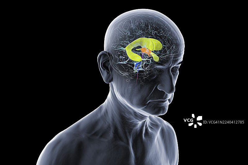 高亮显示脑室的人脑插画图片素材