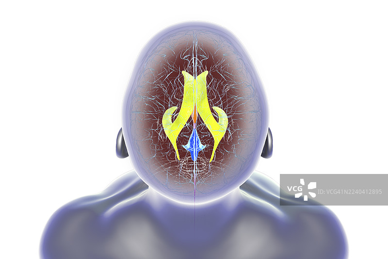 高亮显示脑室的人脑，插画图片素材