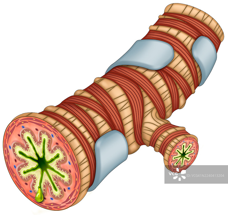 哮喘支气管段，插画图片素材