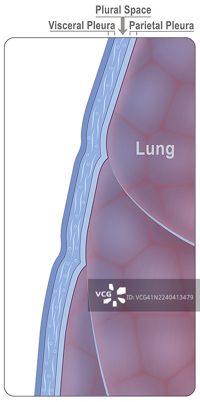 肺胸膜，插画图片素材