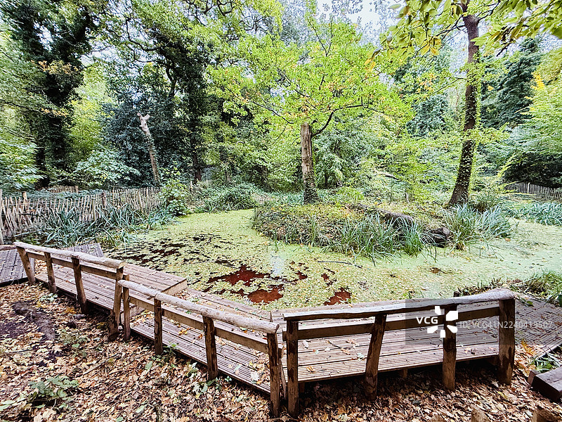 木质栈道和池塘图片素材