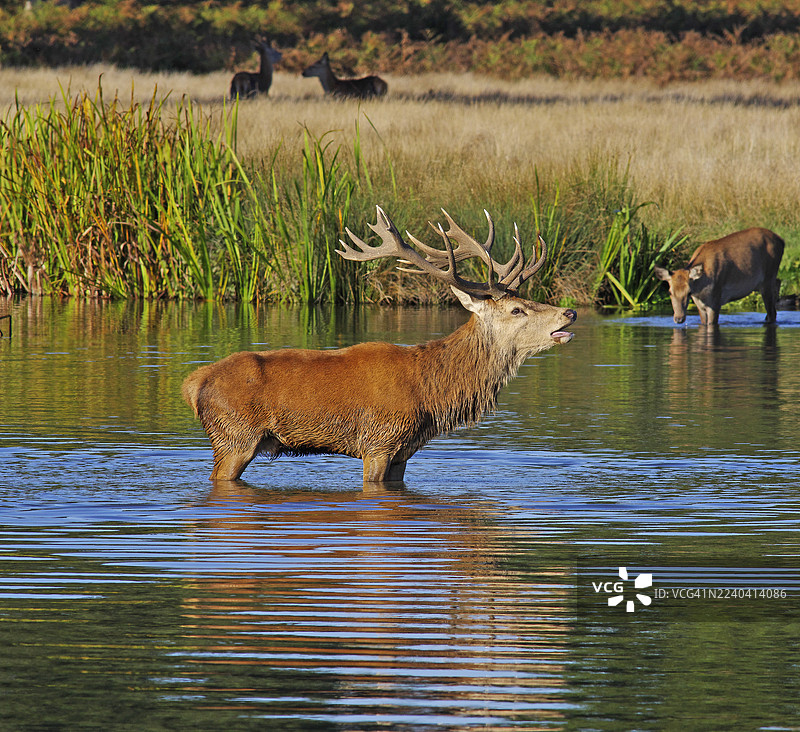 赤鹿雄鹿 [Red Deer stag]图片素材
