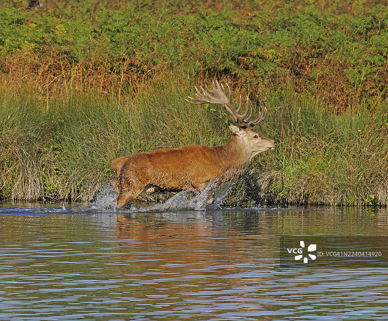 雄性马鹿图片素材