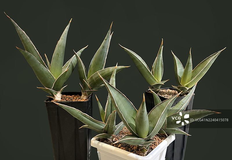 带有虎尾兰（Sansevieria Pinguicula）的盆栽，稀有的收藏级多肉植物。两个黑盆和一个白盆，绿色背景。图片素材
