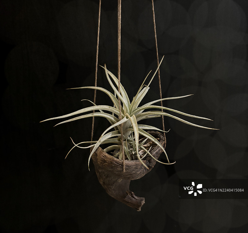 椰子里的空气凤梨，背景为黑色图片素材