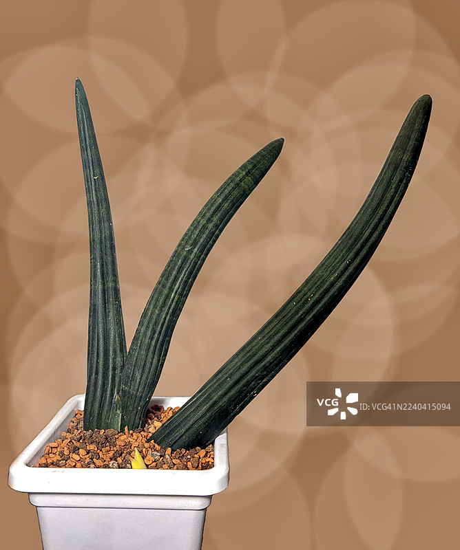 虎尾兰（Sansevieria cylindrica），一种美丽的收藏型多肉植物，放在陶罐中，背景为棕色。图片素材