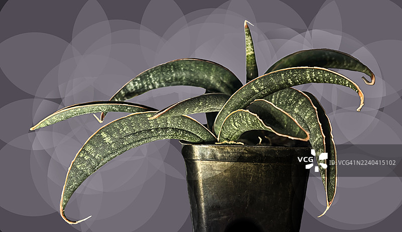 黑色花盆中美丽的收藏级多肉植物剑兰，背景为紫色。图片素材