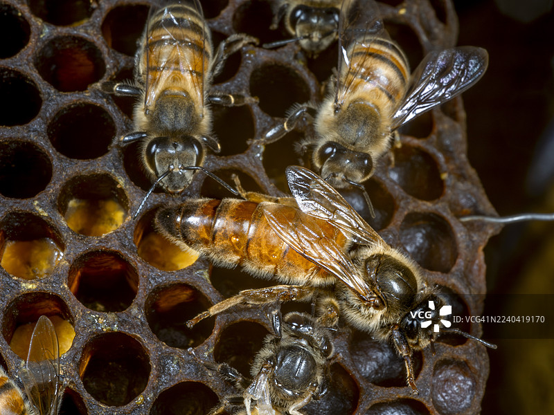 蜂后在蜂巢中图片素材