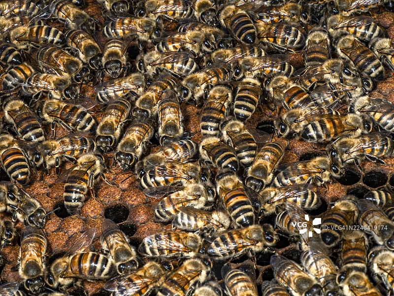 蜜蜂在蜂巢框上图片素材