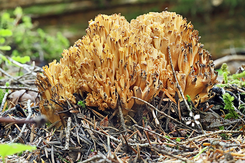 直立的珊瑚菌图片素材