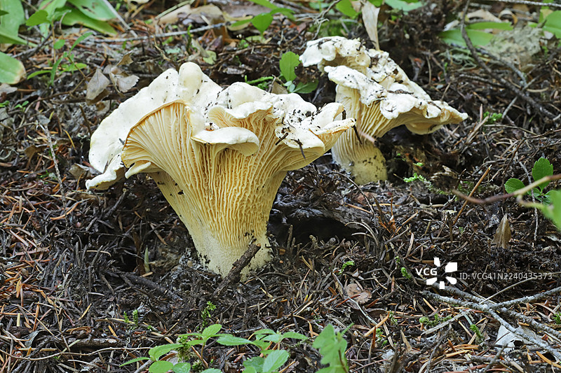 白色鸡油菌图片素材