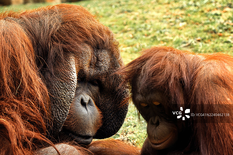 猩猩们正在分享一个亲密的、充满爱意的时刻图片素材