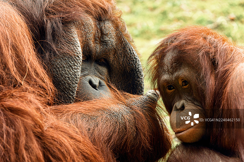成年红毛猩猩与幼年红毛猩猩的亲密互动图片素材