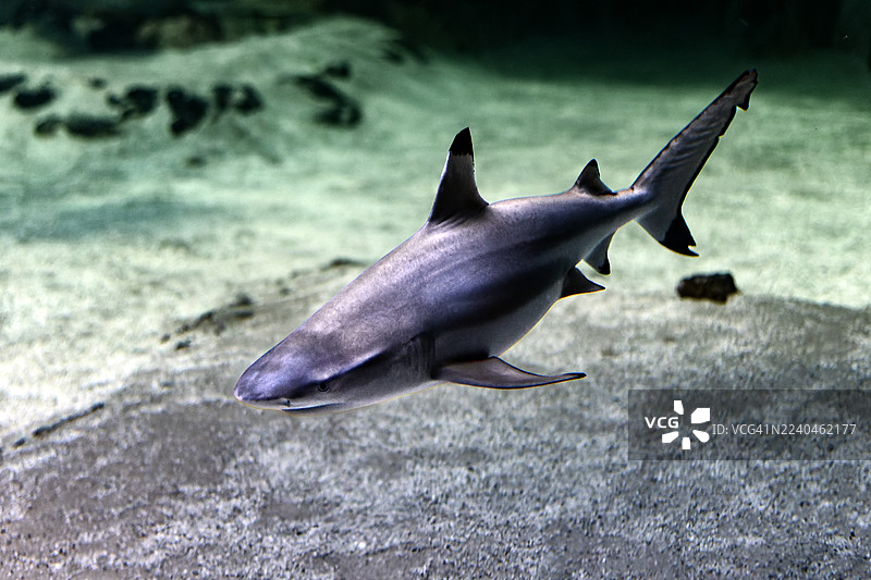 黑鳍礁鲨在沙质海底游动图片素材