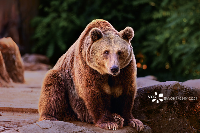 一只成年棕熊的正面肖像，它坐在一处天然的岩石环境中。图片素材